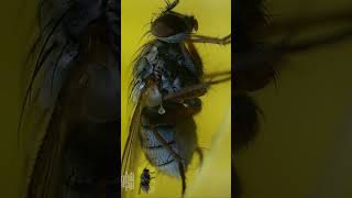 Exploring Housefly under a Microscope [upl. by Ellekcir]