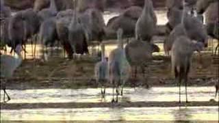 Sanctuary Sandhill Cranes on the Platte River [upl. by Assenal352]