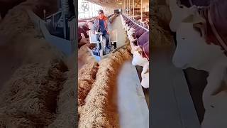 Cow Feeding Modern System  shorts CowFeeding farming cowfarm viaralshort [upl. by Ahtela]