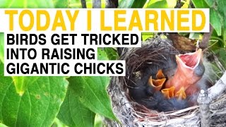 TIL These Birds Trick Others Into Raising Their Gigantic Kids  Today I Learned [upl. by Nnyletak163]