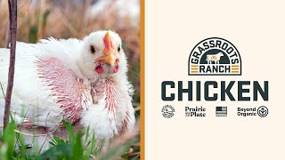 PastureRaised Chicken  Grassroots Ranch [upl. by Hayne]