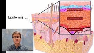 Integumentary System [upl. by Benisch]