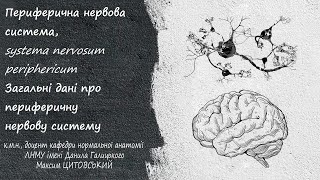 Периферична нервова системаsystema nervosum periphericum Загальні дані про ПНС [upl. by Naimed406]