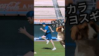 デコピンのお散歩🐶 大谷翔平 shoheiohtani [upl. by Cilegna]