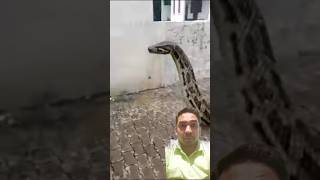 A huge python chasing a boy down the street snake vfx shorts short trending youtubeshorts [upl. by Ahsitak367]