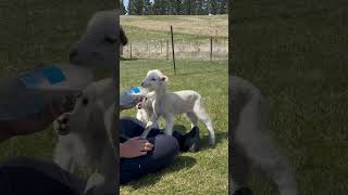 LandEscape Wanaka  Feeding Lambs [upl. by Mariejeanne]