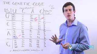 DNA and Genetic Mutations  3 Types of Point Mutations and Frame Shift Mutations [upl. by Ahsilrac]