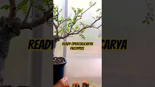 Tersedia Operculicarya Pachypus di Pot 12cm 🔥 bonsai operculicaryapachypus operculicarya [upl. by Eenehs]