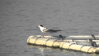 野鳥撮影・ クロハラアジサシ Whiskered Tern [upl. by Raynard]