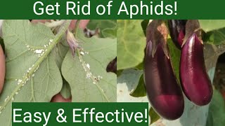 Home remedy to control Aphid on plants  How to get rid of Aphids [upl. by Oloap]