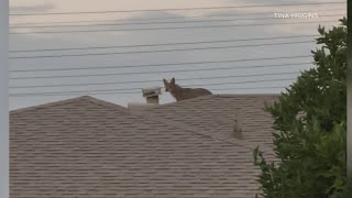 Coyotes take over Arcadia neighborhood [upl. by Einittirb]