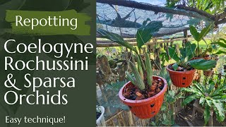 Repotting Coelogyne Rochussini amp Sparsa Orchids Easy Technique [upl. by Zelig]