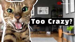 I Raised My Bengal Cat In A Tiny Apartment  Do I Recommend It [upl. by Nevyar938]