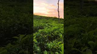 LakhaTora tea garden Sylhet subscribe my channel 💝 youtube vairalshort trndingshorts sylhet bd [upl. by Takashi238]