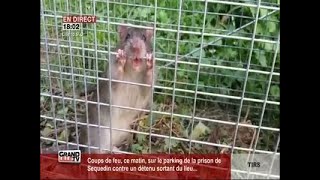 Comment réagir face à la prolifération des rats [upl. by Arabrab421]