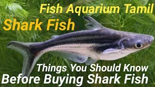 சார்க் மீன்  shark fish  வாங்கும் முன் இதை தெரிஞ்சிகோங்க before buying shark  Fish Aquarium Tamil [upl. by Ahsratal248]