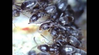 Odorous House Ants Feeding [upl. by Johnsson]