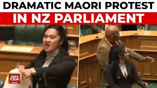 Dramatic Maori Protest In New Zealand Parliament  Youngest MP Leads Haka Performance  India Today [upl. by Nylle17]