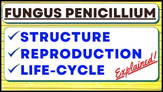 Penicillium Chrysogenum Fungus  Reproduction  Biological Classification Kingdom Fungi  Life Cycle [upl. by Nnayrb]