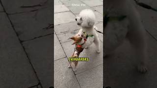 Chihuahua Love  Tiny Dog Endless Joy😍 pets facts adorable shorts short [upl. by Colligan]