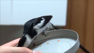 天人鳥 Handtamed pintailed whydahs [upl. by Ahsimaj931]