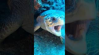 Caretta Caretta scubadiving tüplüdalış caretta [upl. by Rehpotsirc881]