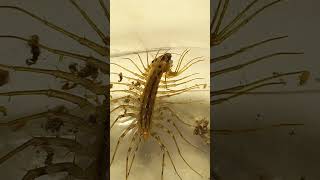 Predator House Centipede Eats Small Fruit Moth 18August2022 [upl. by Llereg]