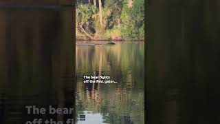 Video Fearless bear fends off two Florida alligators while swimming Shorts [upl. by Lotsyrc618]