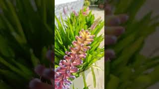 Aechmea started to bloom 🤩🥳💝💖💞💕🫶🫶 aechmeaflowers nature gardenshortvideos nature viralvideos [upl. by Buote]