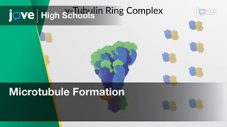 Microtubule Formation  Cell Bio  Video Textbooks  Preview [upl. by Naillimixam]