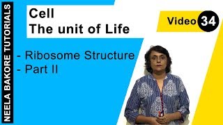 Cell  The Unit of Life  NEET  Ribosome Structure  Part  II  Neela Bakore Tutorials [upl. by Staci]