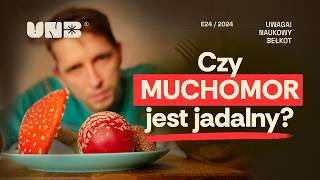 Czy muchomor jest jadalny [upl. by Aerdma359]