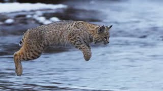 Bobcat Hunting in Winter  Planet Earth II  BBC Earth [upl. by Savell]