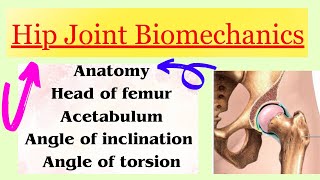 Hip Joint Biomechanics introduction with notes in detail [upl. by Girhiny]