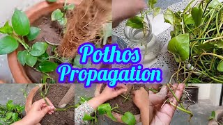 Pothos Care  Propagation of Money Plant in water and Soil pothos [upl. by Hecht]