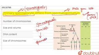 Primary spermatocyte differe from spermatogonium in [upl. by Attenaz81]