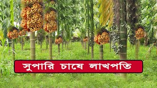 কিভাবে সুপারি চাষ করা হয় BETEL NUT CULTIVATION  ARECA NUT FARMING [upl. by Enelyaj]