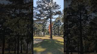 9th Hole Tree Maccripine Country Club Pinetops NC [upl. by Hull]