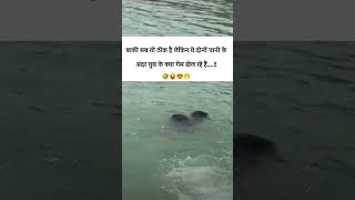 Baki sab theek hai lekin andar Pani mein ghus ghus ke kar kya rahe hn🤣😂pani funny swimming life [upl. by Alvinia]