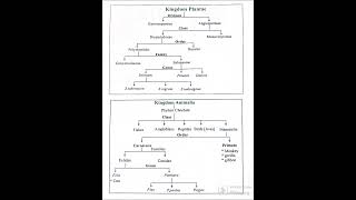 kingdom plantae and kingdom animalia [upl. by Alesandrini751]