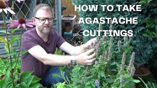 How to take Agastache Cuttings  Easy Agastache Hyssop Propagation  New Plants for Free [upl. by Eelek442]