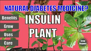 INSULIN PLANT Herbal Remedy for Diabetes  Costus pictus Health Benefits  Growing  Uses [upl. by Anirav735]