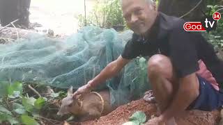 Muntjac Deer🦌 rescued by Gangaram Nana Dharmaji Parsekar [upl. by Sparhawk]