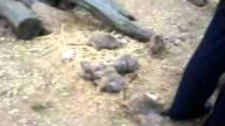 Meerkats at Moulton College [upl. by Codd282]