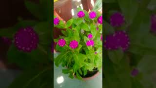 Gomphrena flower 💜 trending terracegardens viralvideo floweringplant nature beutifuloldsongs [upl. by Rodge]