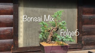 Bonsai Mix Folge 6Bonsai oder Kleinholz 202328 [upl. by Enileuqcaj255]