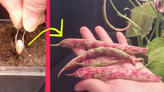 Growing BORLOTTI BEAN Time Lapse  Seed to Bean 65 days [upl. by Ydna]