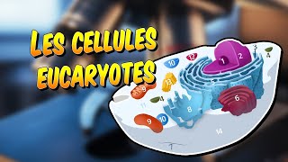 Biologie  Les cellules eucaryotes [upl. by Skillern964]