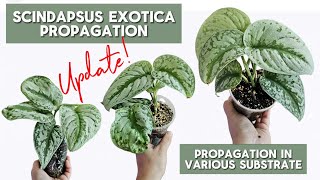 Update How to Propagate Scindapsus Exotica  Update after 4 Weeks [upl. by Nylrad149]