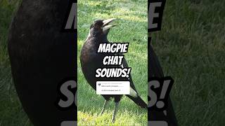 Amazing Magpie Sounds Thanks Heids 🙌 birds magpie birdsounds [upl. by Erin]